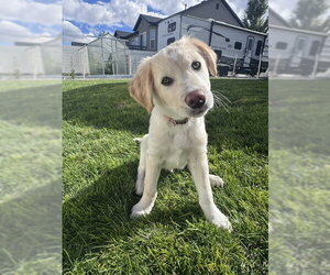 Mutt Dogs for adoption in Sandy, UT, USA