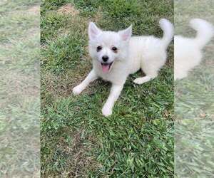 American Eskimo Dog-Pug Mix Dogs for adoption in New York, NY, USA