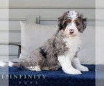 Small #3 Bernedoodle (Miniature)