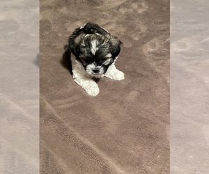 ShihPoo Puppy for sale in SALUDA, SC, USA
