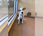 Small #1 Great Pyrenees-Pointer Mix