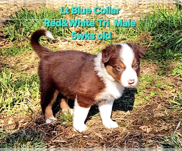 Medium Photo #6 Border Collie Puppy For Sale in BYBEE, TN, USA