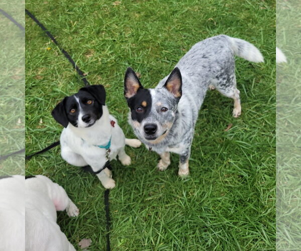 Medium Photo #14 Mutt Puppy For Sale in FAIRLAWN, OH, USA