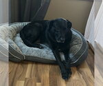 Small #6 Labrador Retriever