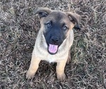 Small #3 Australian Shepherd-Belgian Malinois Mix