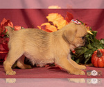 Small Photo #6 Brug Puppy For Sale in SAFFORD, AZ, USA