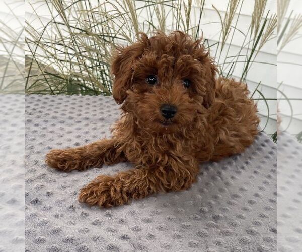 Medium Photo #4 Poodle (Toy) Puppy For Sale in ARTHUR, IL, USA