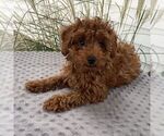 Danny - Male Poodle (Toy) Puppy for Sale - Photo #4