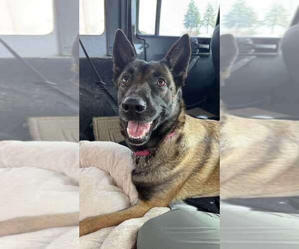 Medium Photo #2 Mutt Puppy For Sale in Imlay City, MI, USA