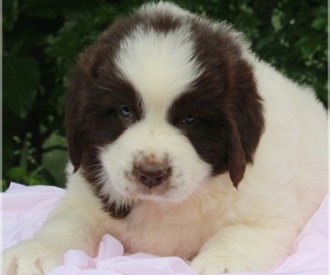 Newfoundland Puppy for sale in FREDERICKSBURG, OH, USA