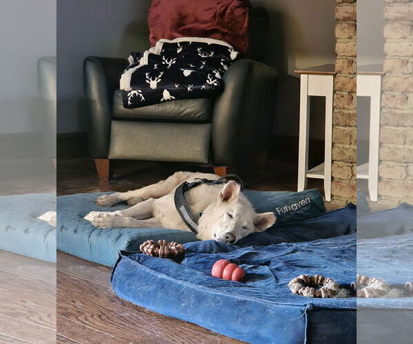 Medium Photo #2 - Mix Puppy For Sale in Hoffman Estates, IL, USA