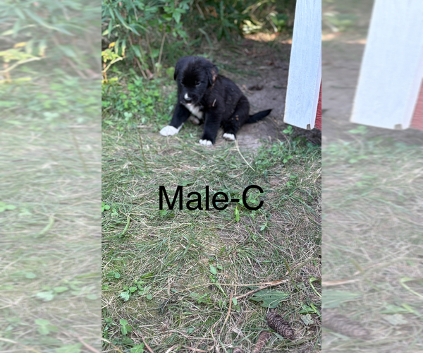Medium Photo #3 Golden Labrador-Unknown Mix Puppy For Sale in BUFFALO, MN, USA