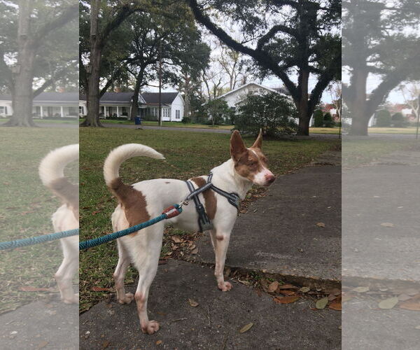 Medium Photo #3 American Pit Bull Terrier-Unknown Mix Puppy For Sale in Oakhurst, NJ, USA