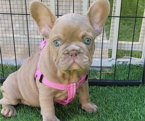 French Bulldog Puppy for sale in LAS VEGAS, NV, USA