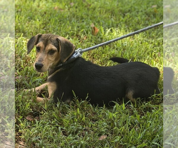Medium Photo #2 Beagle Puppy For Sale in Yardley, PA, USA