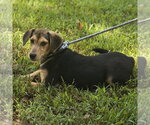 Small Photo #2 Beagle Puppy For Sale in Yardley, PA, USA