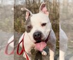 Small #2 Staffordshire Bull Terrier Mix