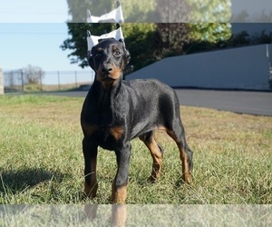 Doberman Pinscher Puppy for Sale in WARSAW, Indiana USA
