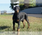 Small Doberman Pinscher