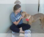 Small #1 American Pit Bull Terrier Mix