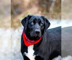 Small Photo #1 Labrador Retriever-Retriever  Mix Puppy For Sale in Unionville, PA, USA