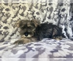 Small #5 Schnauzer (Miniature)