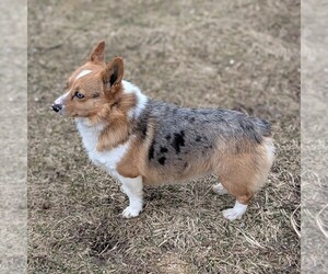 Father of the Pembroke Welsh Corgi puppies born on 01/09/2026
