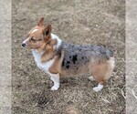 Small Photo #1 Pembroke Welsh Corgi Puppy For Sale in GOSHEN, IN, USA