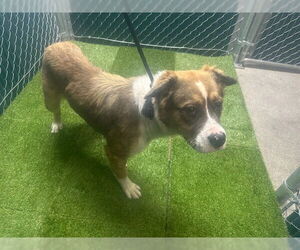 Medium American Pit Bull Terrier