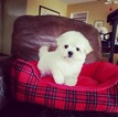 Small Photo #1 Maltese Puppy For Sale in LOS ANGELES, CA, USA
