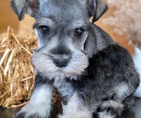 Medium Photo #9 Schnauzer (Miniature) Puppy For Sale in GOSHEN, IN, USA
