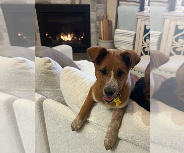 Medium Photo #5 Mutt Puppy For Sale in Sandy, UT, USA