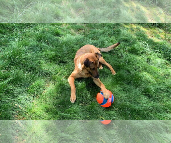 Medium Photo #7 German Shepherd Dog-Unknown Mix Puppy For Sale in Centreville, VA, USA