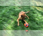 Small #6 German Shepherd Dog Mix