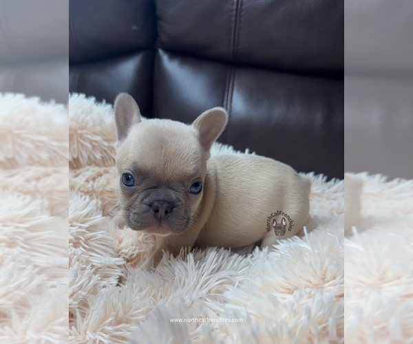 Medium Photo #2 French Bulldog Puppy For Sale in SACRAMENTO, CA, USA
