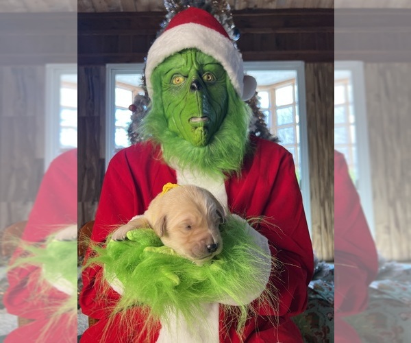 Medium Photo #6 Golden Retriever Puppy For Sale in NEOLA, WV, USA