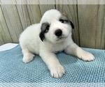 Small Photo #25 Great Pyrenees Puppy For Sale in JERSEYVILLE, IL, USA