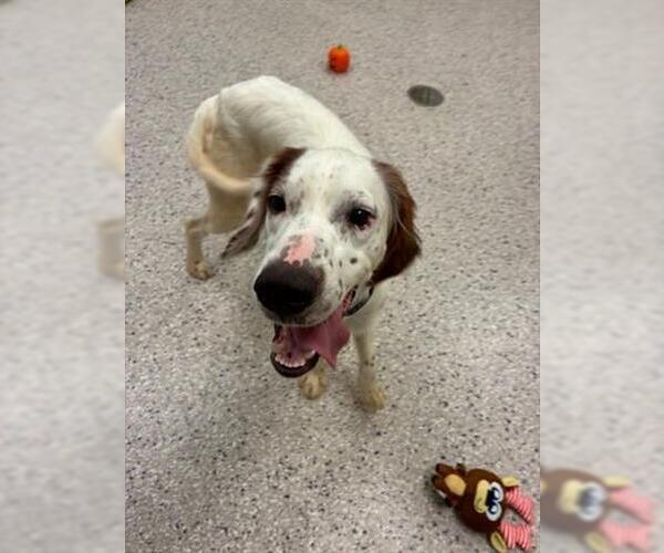 Medium Photo #1 English Setter Puppy For Sale in Brighton, CO, USA