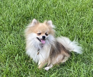 Pomeranian Puppy for sale in CASTLE HAYNE, NC, USA