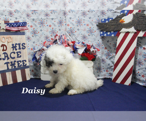 Medium Photo #14 Poodle (Toy) Puppy For Sale in CHANUTE, KS, USA