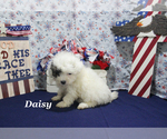 Small #13 Poodle (Toy)