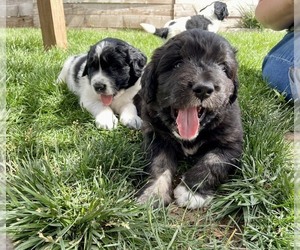 Newfoundland-Pyredoodle Mix Puppy for sale in PENROSE, CO, USA