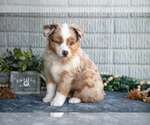 Small Photo #10 Miniature Australian Shepherd Puppy For Sale in BALTIC, OH, USA