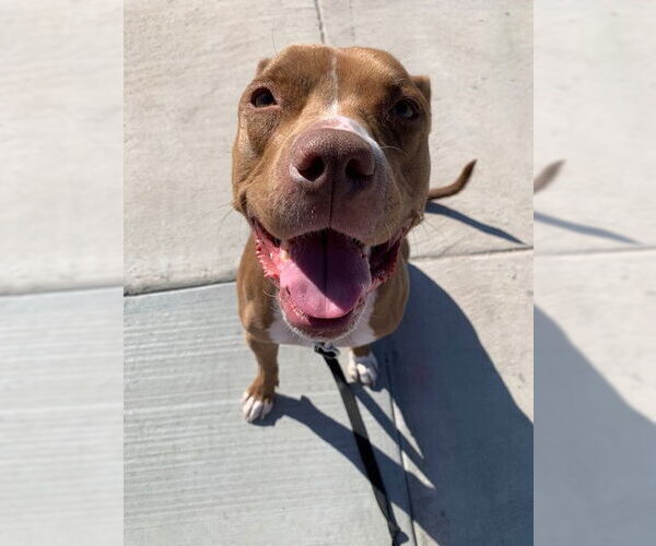 Medium Photo #6 Boxer-Staffordshire Bull Terrier Mix Puppy For Sale in Chandler, AZ, USA