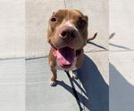 Small #5 Boxer-Staffordshire Bull Terrier Mix