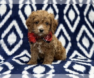 Cock-A-Poo Puppy for sale in LAKELAND, FL, USA