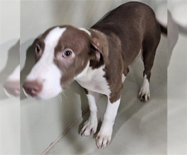 Medium Photo #1 Mutt Puppy For Sale in Bakersfield, CA, USA