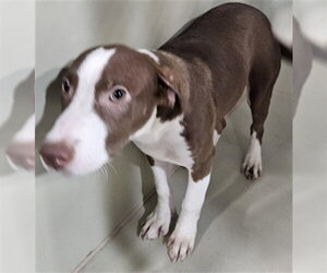 Mutt Dogs for adoption in Bakersfield, CA, USA
