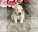 Small Photo #2 Golden Retriever Puppy For Sale in BRANDON, FL, USA