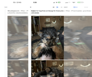 Yorkshire Terrier Puppy for sale in AUSTELL, GA, USA